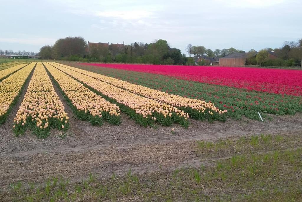 Cottage Egmond-Binnen Met Besloten Tuin Eksteriør billede