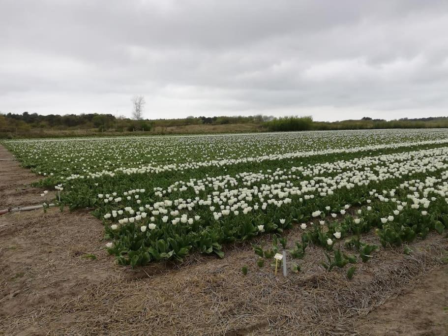 Cottage Egmond-Binnen Met Besloten Tuin Eksteriør billede
