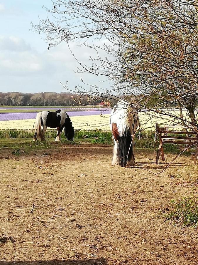 Cottage Egmond-Binnen Met Besloten Tuin Eksteriør billede